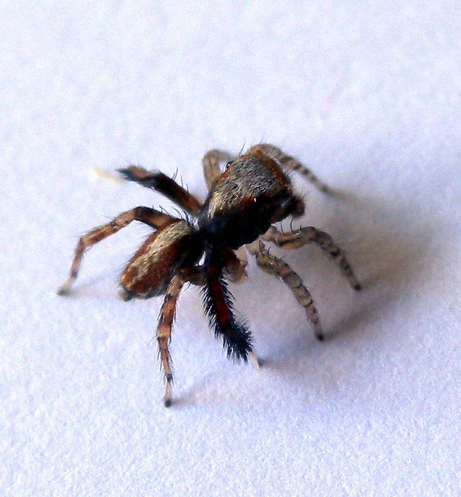 Zampa pelosa: maschio di Saitis barbipes (Salticidae)