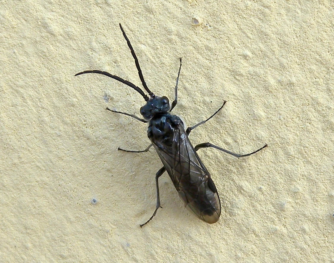 Tenthredinidae scuro da id.