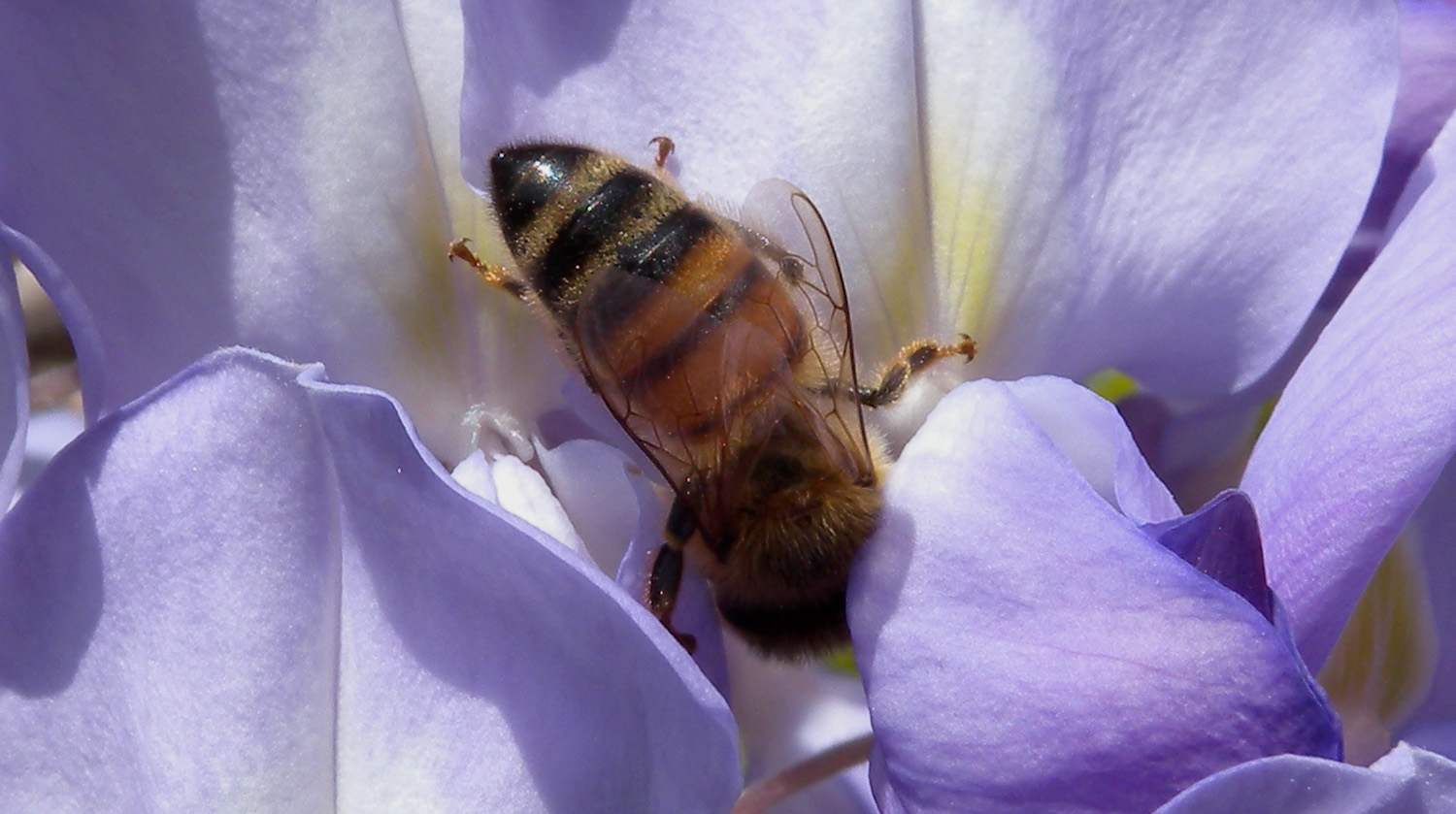 Apis mellifera ?