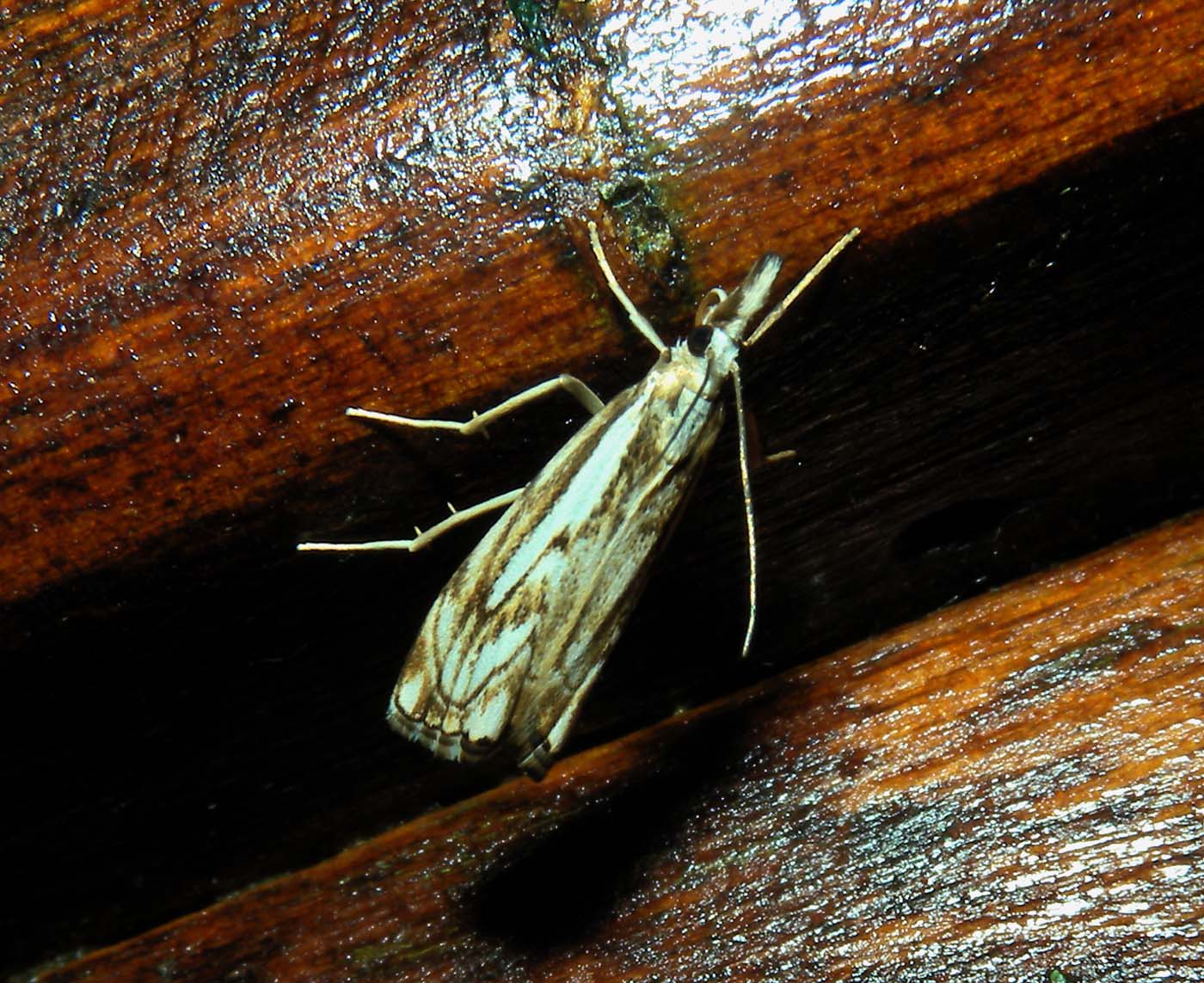 Catoptria falsella ?