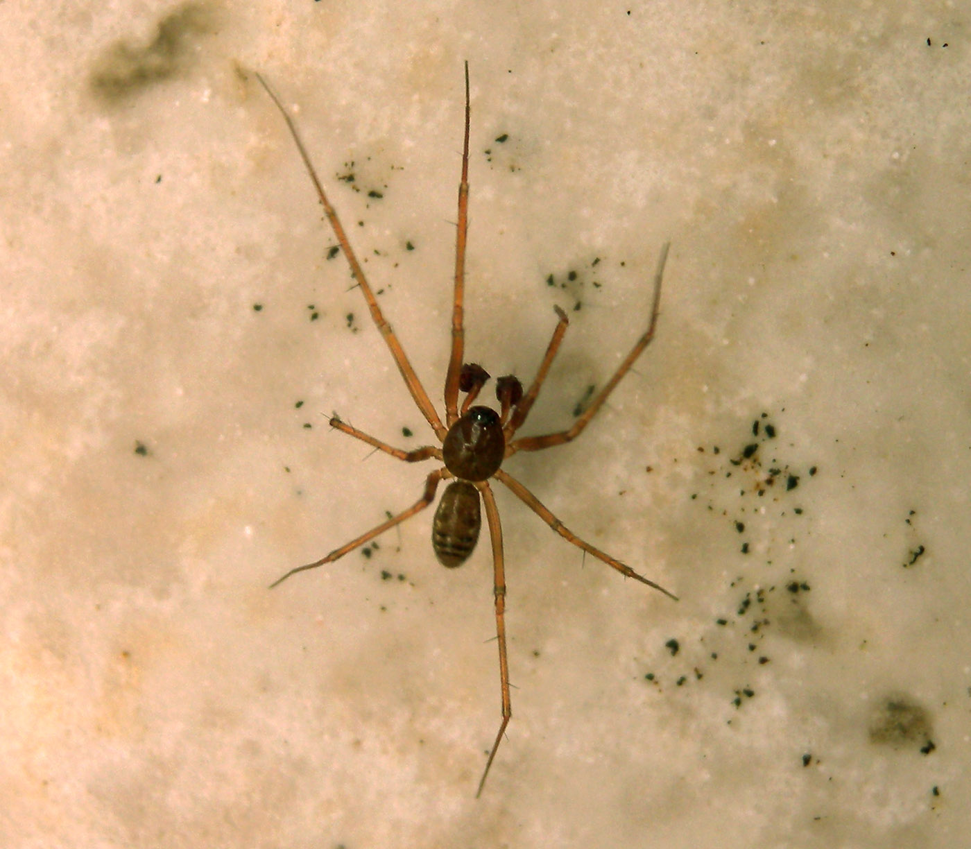 Linyphiidae