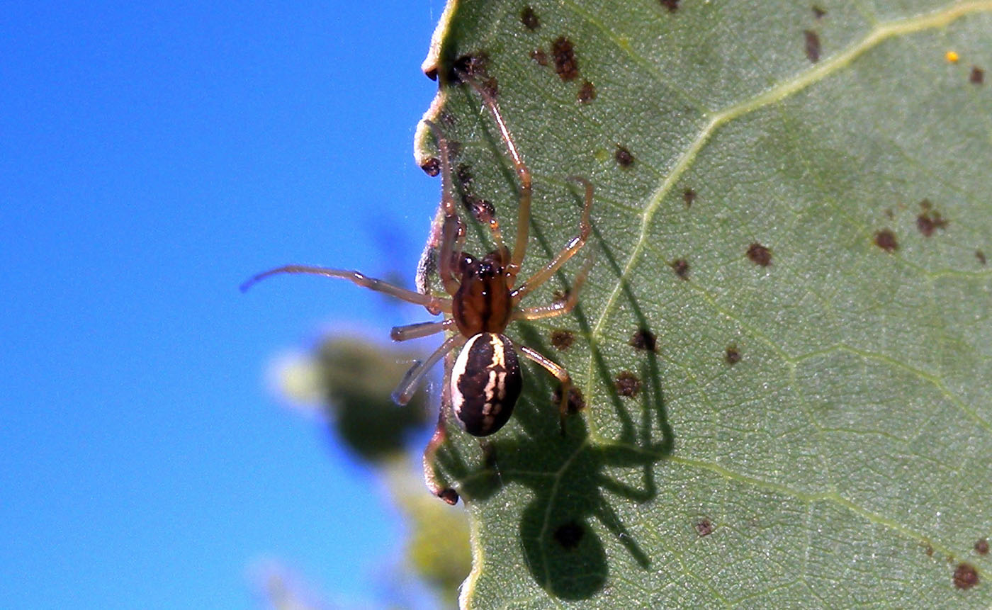 Pachygnatha clercki