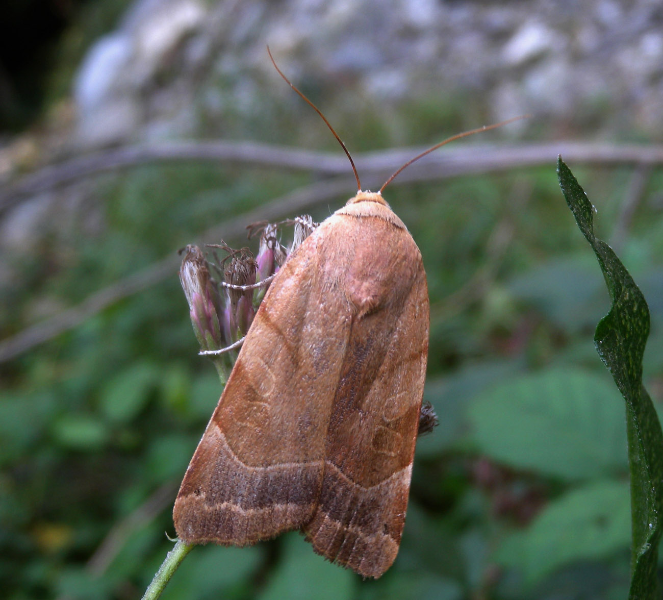 Noctua tirrenica ?