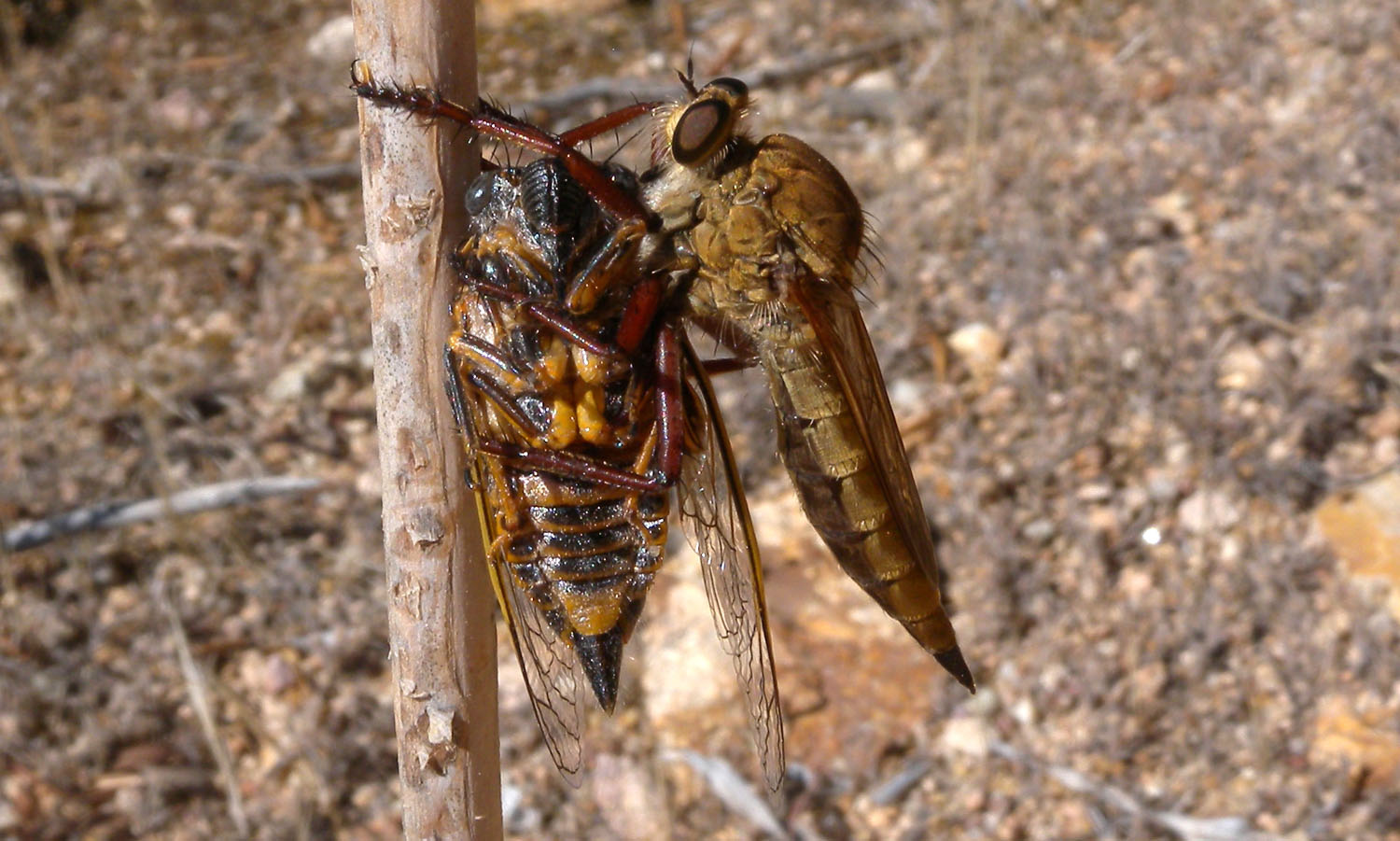 Caccia grossa