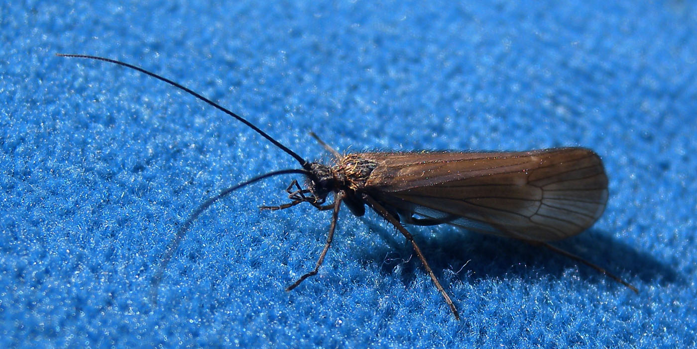 Limnephilidae: Allogamus sp.