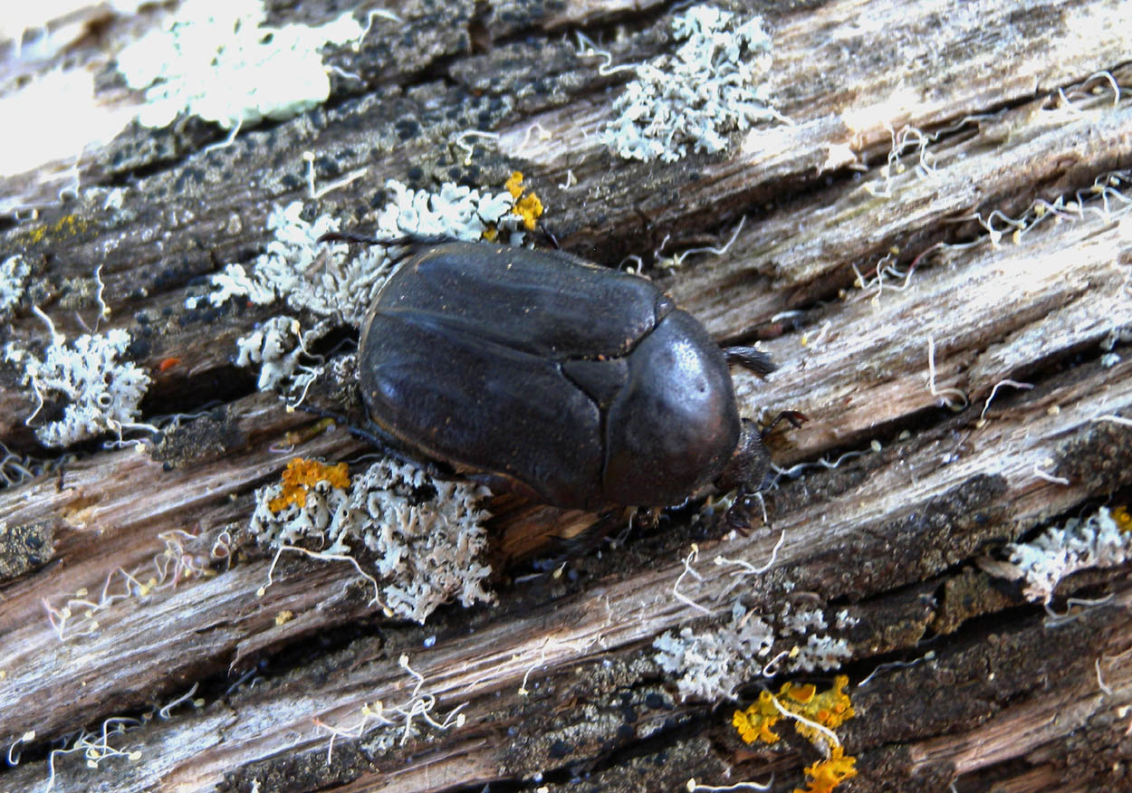Cetoniidae sardo - Protaetia morio