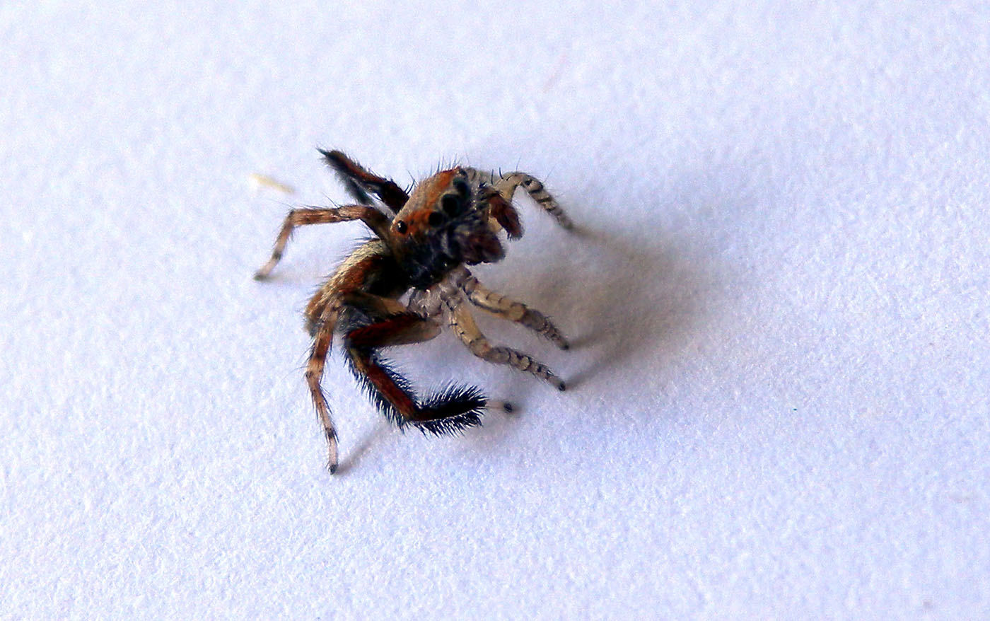 Zampa pelosa: maschio di Saitis barbipes (Salticidae)