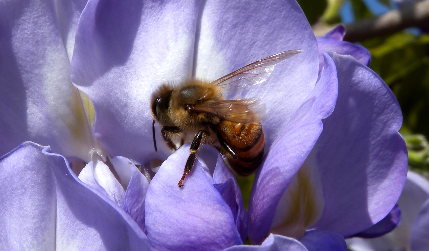 Apis mellifera ?