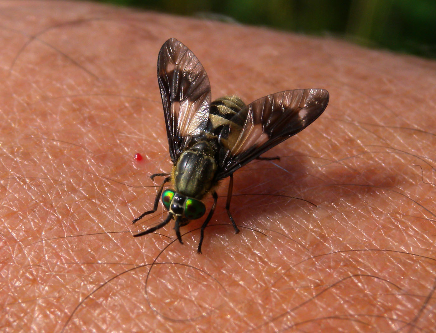 Puntura di Chrysops (gruppo relictus) (Tabanidae)