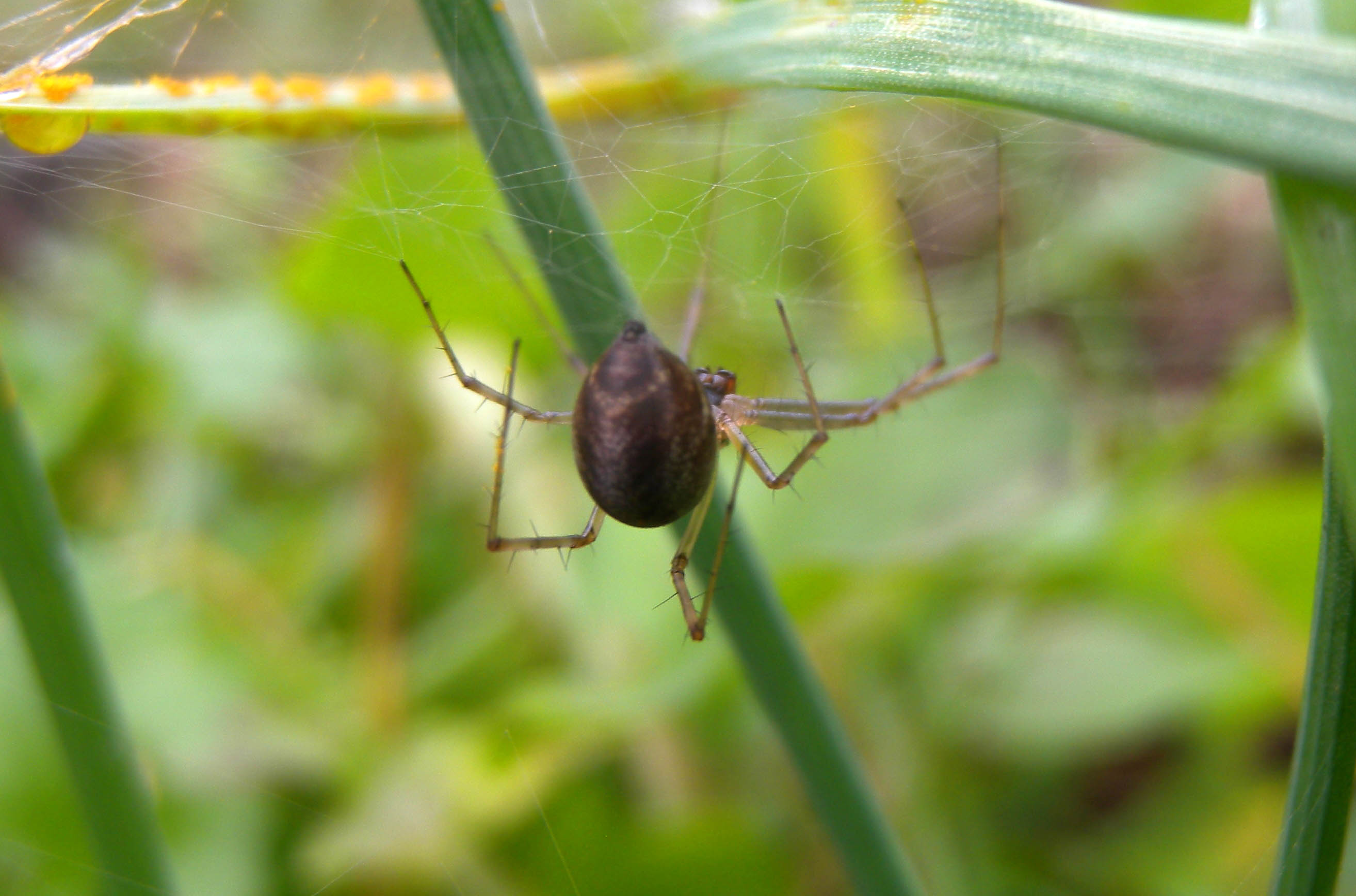 Linyphiidae