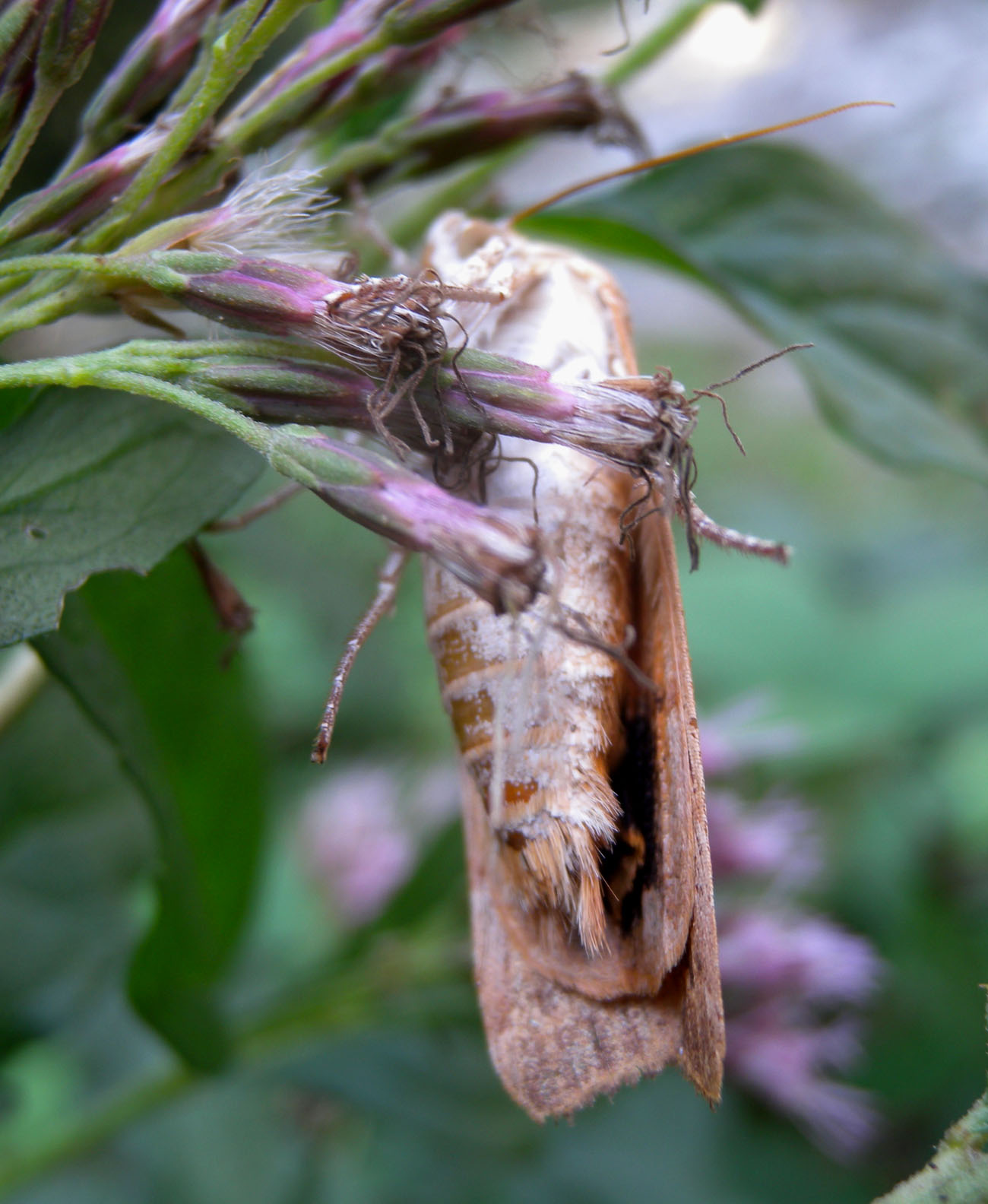 Noctua tirrenica ?