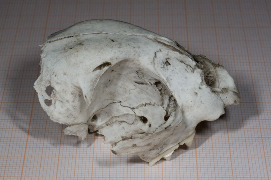 Cranio Gatto.