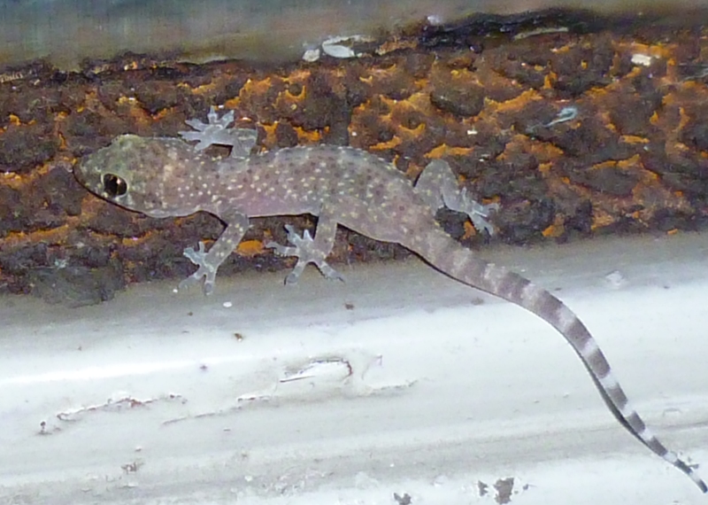 Geco pesarese (Hemidactylus turcicus)