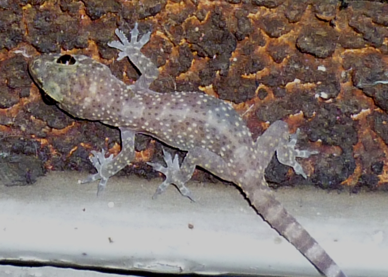 Geco pesarese (Hemidactylus turcicus)