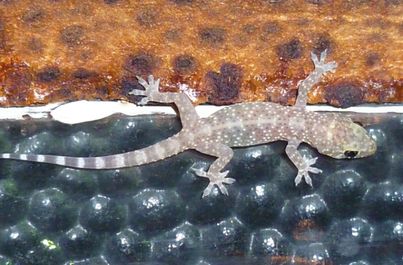 Geco pesarese (Hemidactylus turcicus)