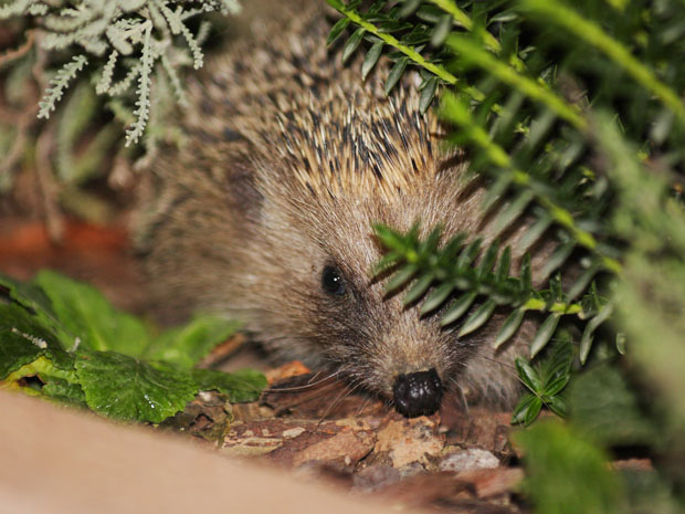 eh, eh, beccato in flagrante (Erinaceus europaeus)