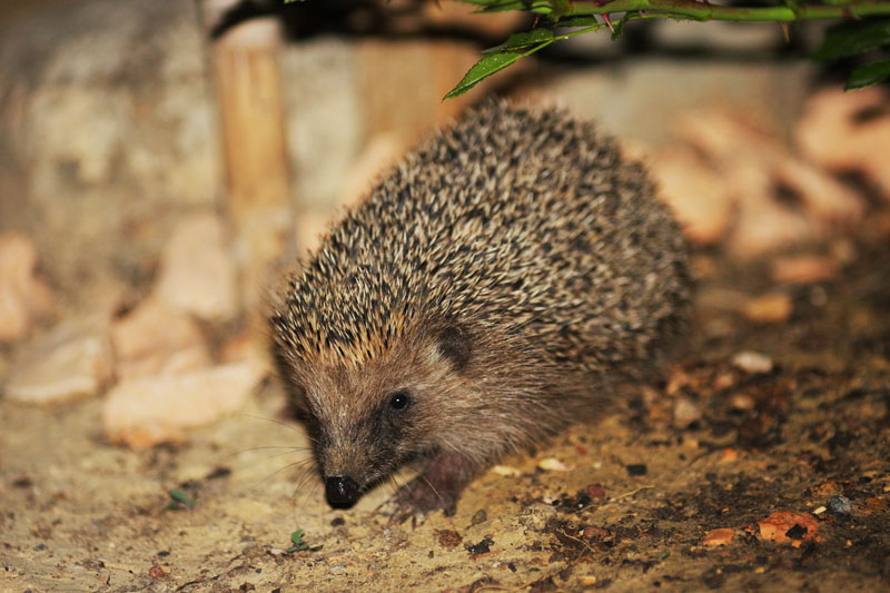 eh, eh, beccato in flagrante (Erinaceus europaeus)