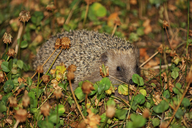 eh, eh, beccato in flagrante (Erinaceus europaeus)