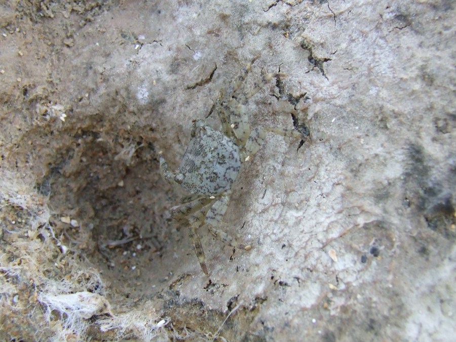 Granchio siculo 1 (Pachygrapsus marmoratus)