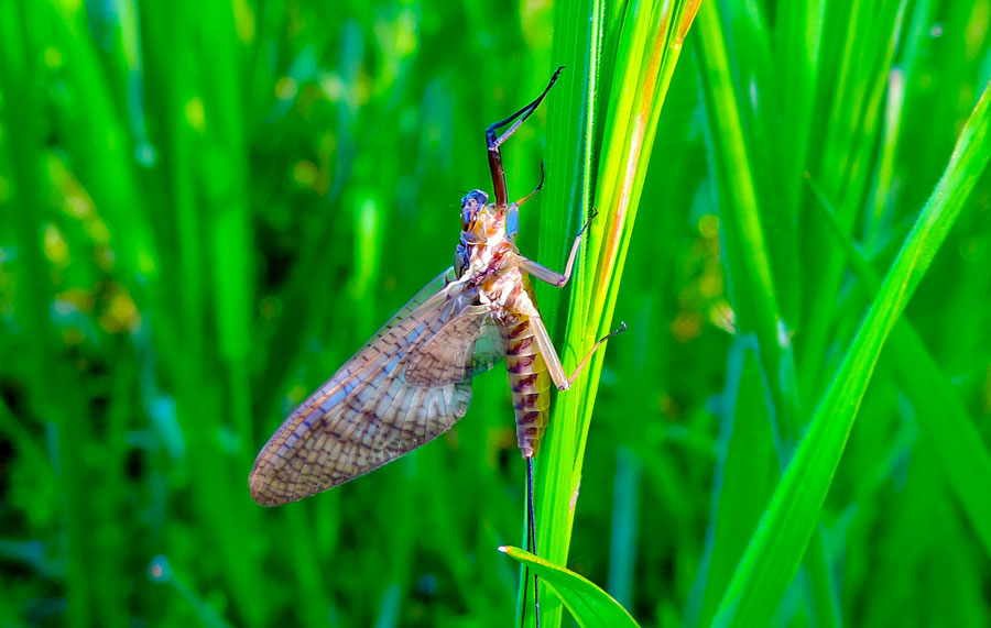 Ecdyonurus venosus (Heptageniidae) di Novara (NO)