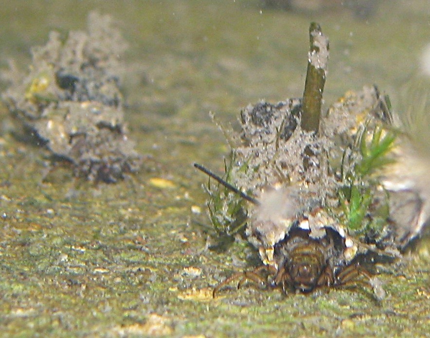 Astucci di tricottero Limnephilidae