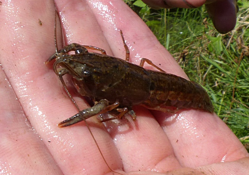 Giovane Procambarus clarkii?