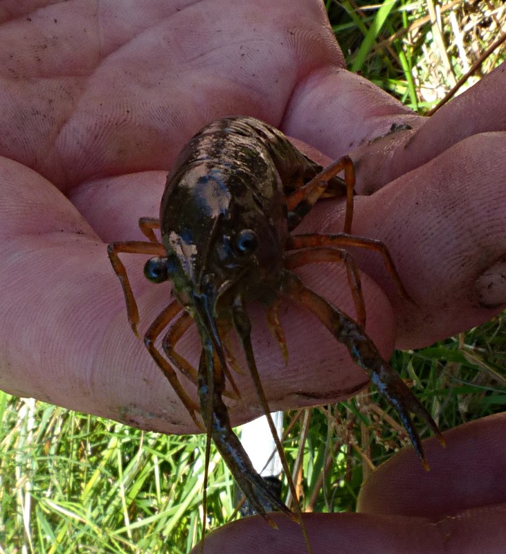 Giovane Procambarus clarkii?