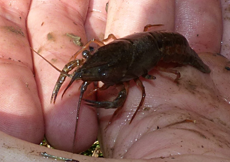 Giovane Procambarus clarkii?