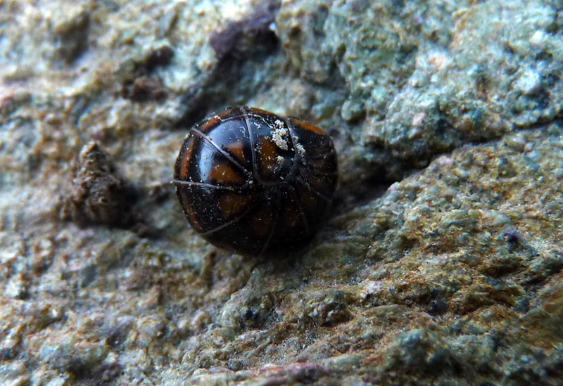 Diplopoda: Glomeris cfr. connexa (Glomeridae)