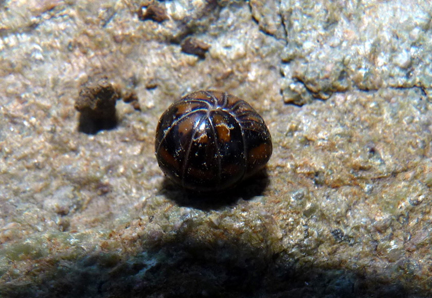 Diplopoda: Glomeris cfr. connexa (Glomeridae)