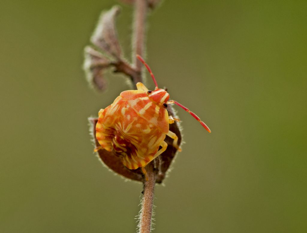 Pentatomidae: Carpocoris sp. (ninfe)