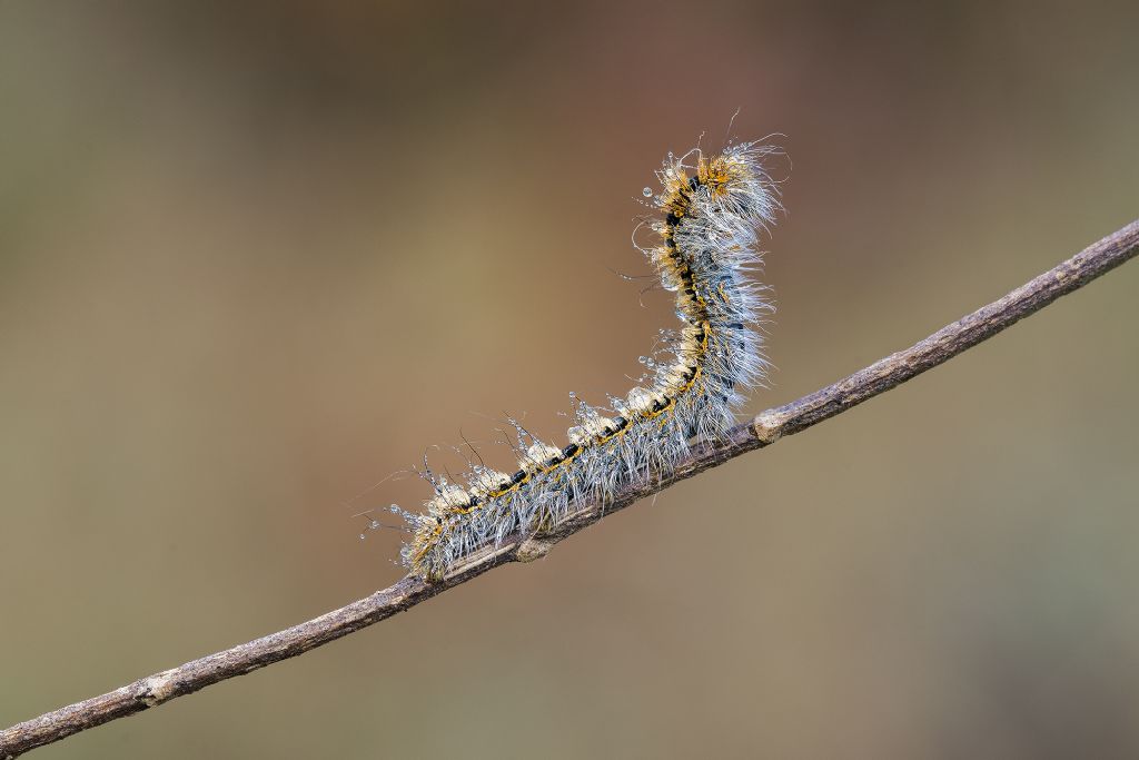 Da determinare - Larva di Lasiocampidae