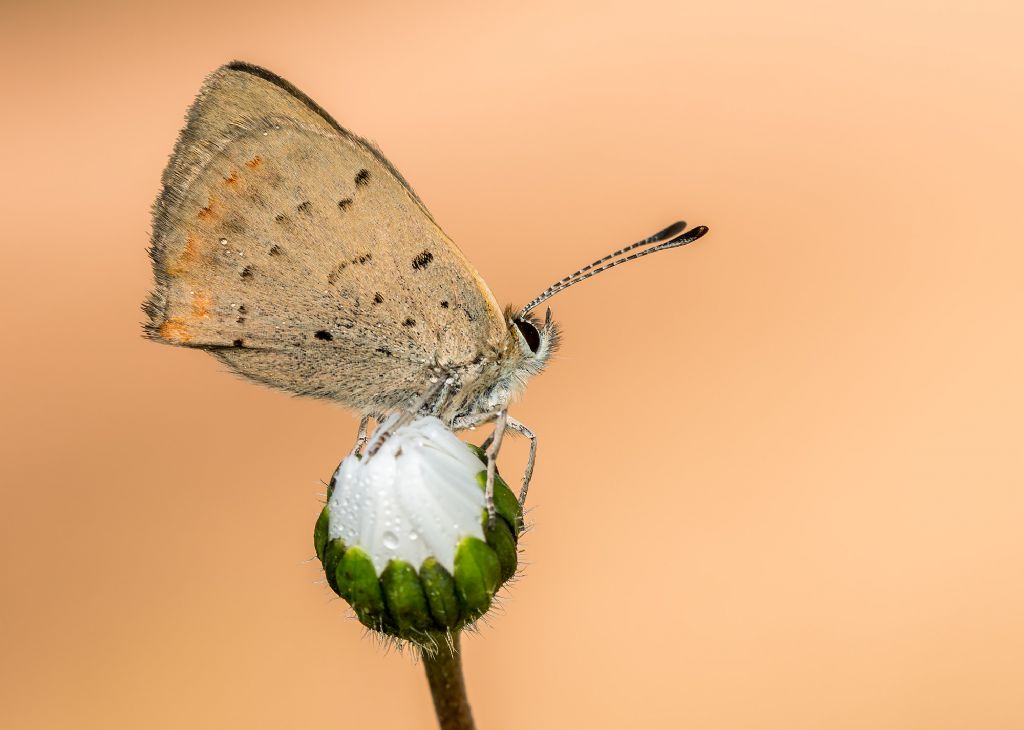 Da determinare - Lycaena phlaeas, Lycaenidae