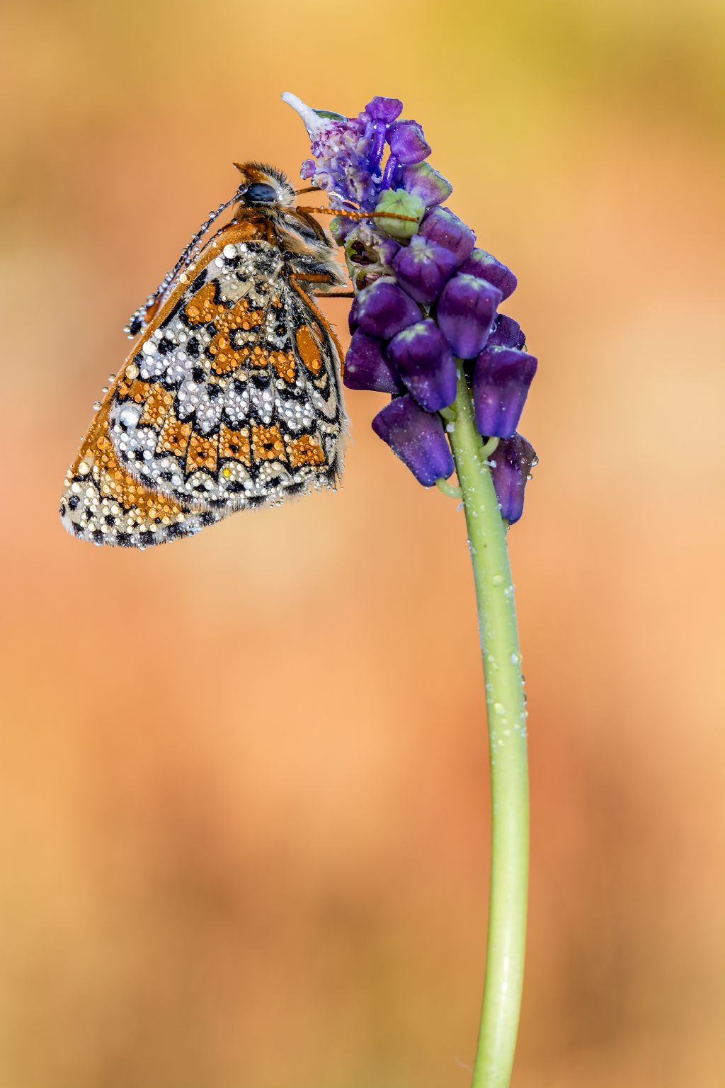 Quale melitaea - Melitaea cinxia, Nymphaildae