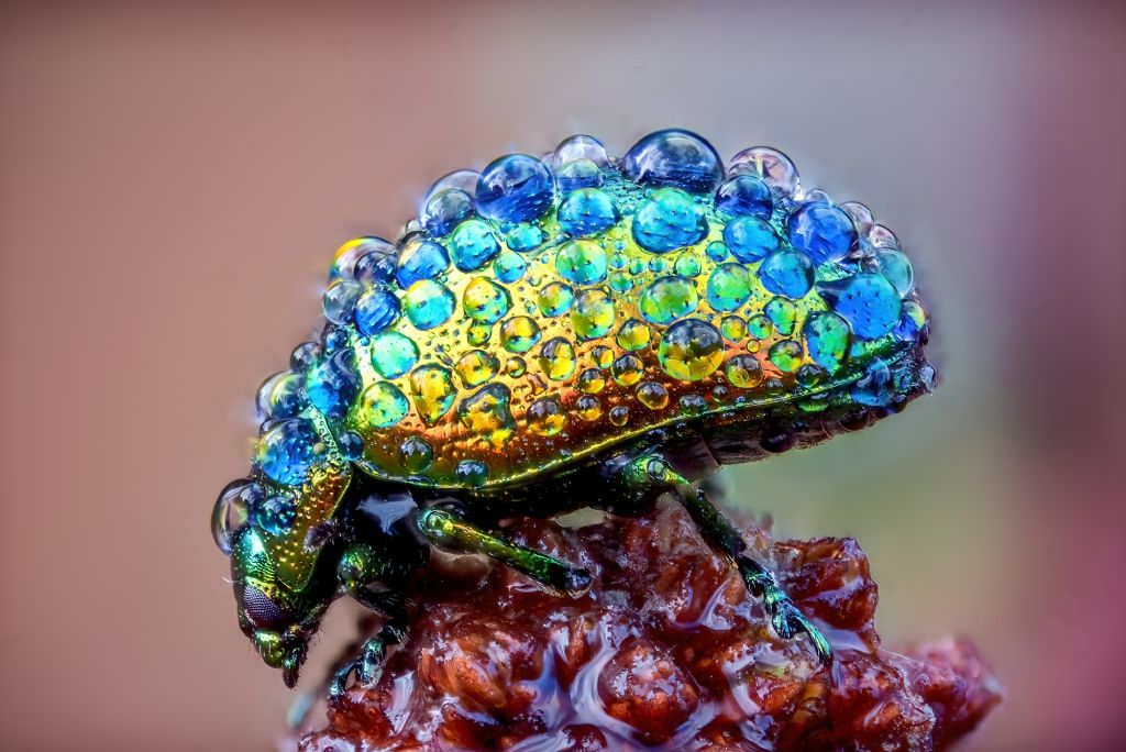 Chrysomelidae: Chrysolina fastuosa.