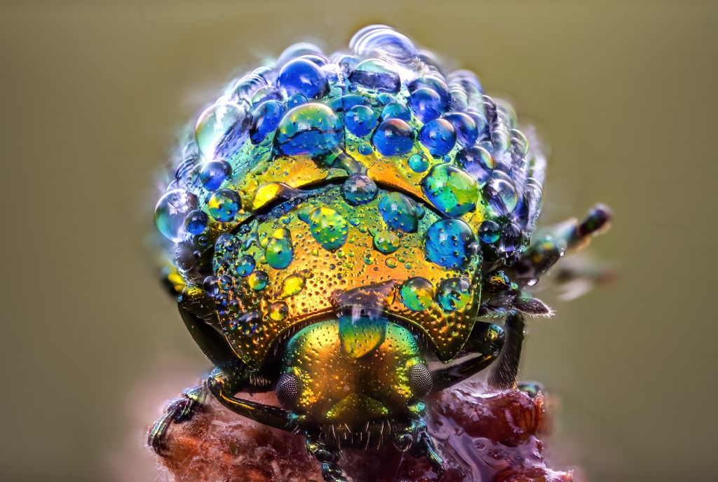 Chrysomelidae: Chrysolina fastuosa.