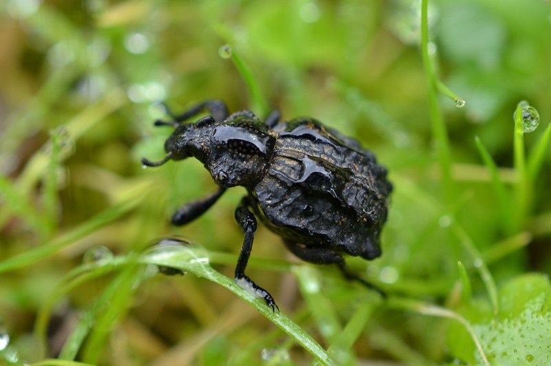 Brachycerus undatus