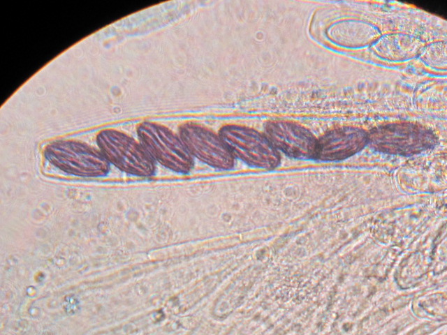 Ascobolus?