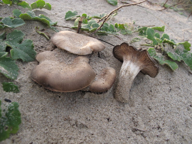 Rhodocybe ammophila