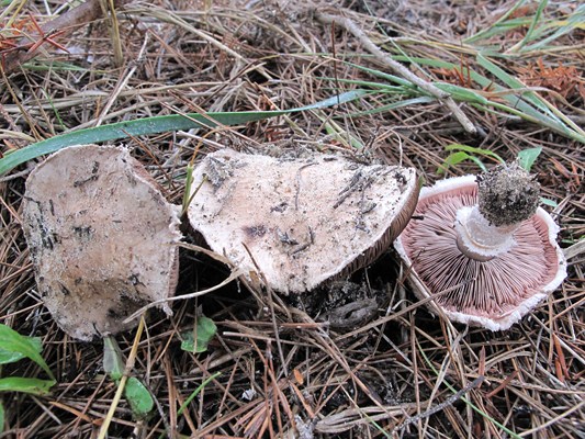 Agaricus sp.