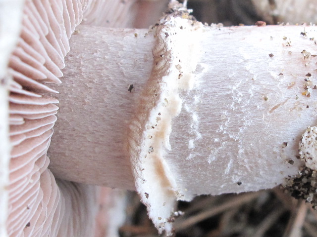 Agaricus sp.