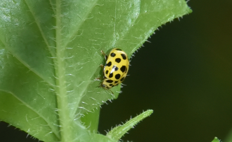 Coccinellidae: Psyllobora vigintiduopunctata