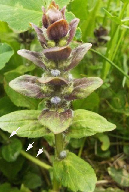 Ajuga reptans (Lamiaceae)