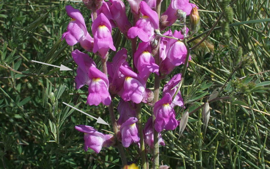 Dall''Andalusia: Antirrhinum (Plantaginaceae)