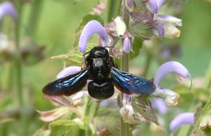 Apidae: Xilocopa sp. femmina