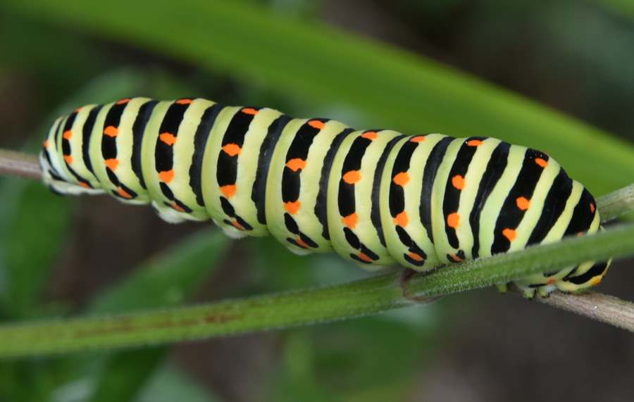 Grosso bruco di....Papilio machaon