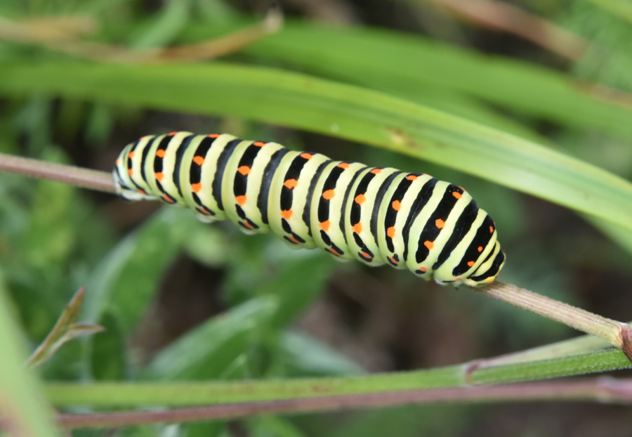 Grosso bruco di....Papilio machaon