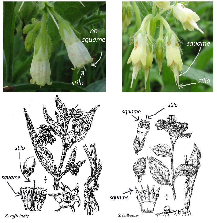 Symphytum tuberosum?  No! Symphytum officinale L.