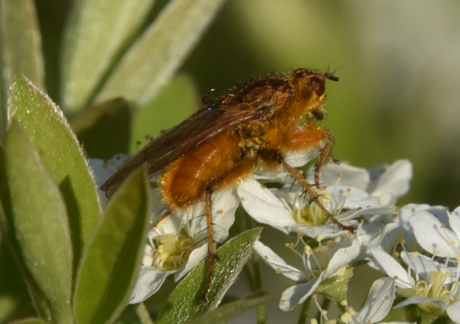 Scathophagidae:  Scathophaga stercoraria, maschio