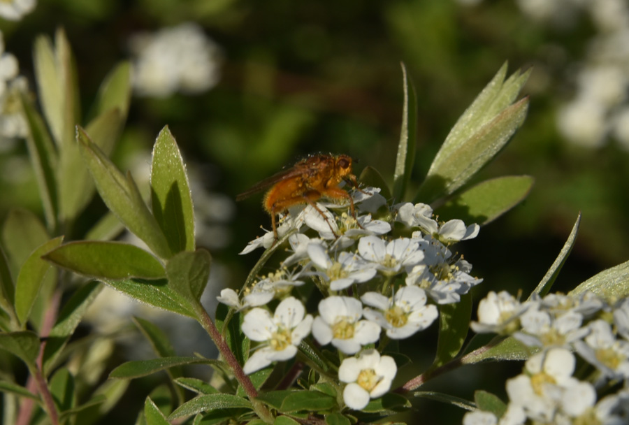 Scathophagidae:  Scathophaga stercoraria, maschio